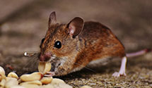 24 Hour & Emergency Exterminators in JP Morgan Chase, NJ